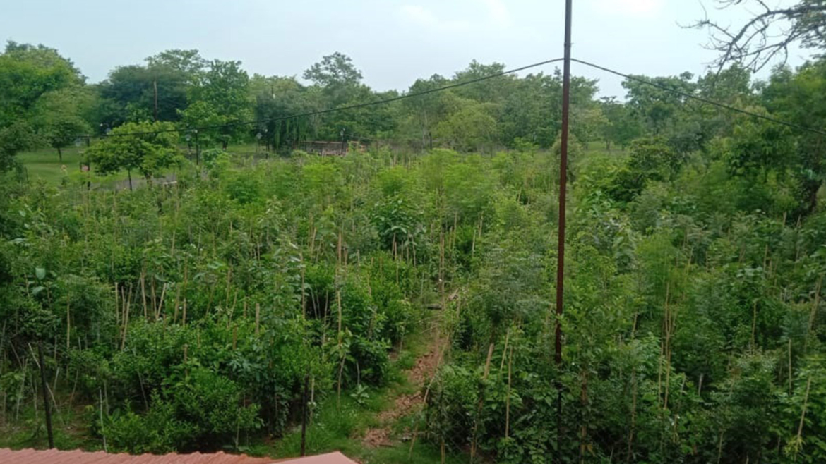 Miyawaki Forest At – Jabalpur